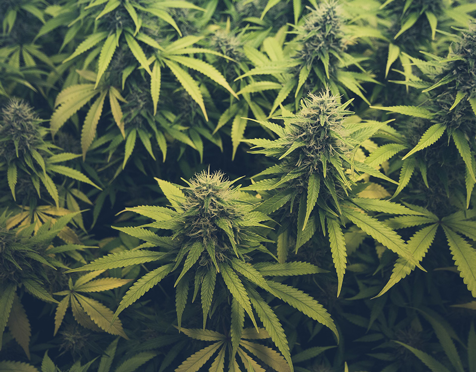 cannabis grow room dense with mature plants